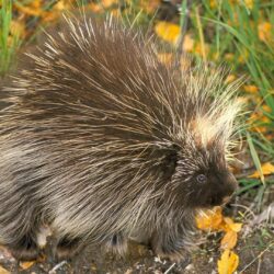 Don north american porcupine animals nature porcupines wallpapers