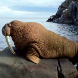 QQ Wallpapers: Animal Walrus Wallpapers