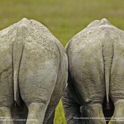 White rhinoceros