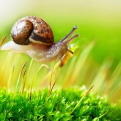 Snail on the grass wallpapers and image