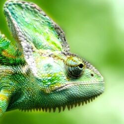 Lizard Chameleon Hd Wallpapers