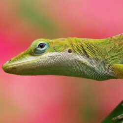 Colorful Lizard Pink Backgrounds