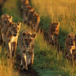 Animals pride national mara lions Kenya wallpapers