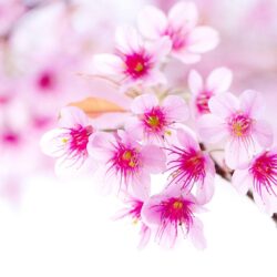 cherry blossom pink sakura