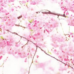 Pink Sakura Flowers / Good