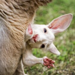 Baby kangaroo wallpapers