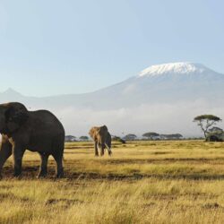 African Elephants ❤ 4K HD Desktop Wallpapers for 4K Ultra HD TV