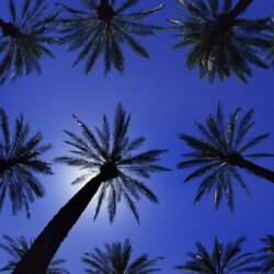 HD Palm Tree Wallpapers and Photos HD Beach Wallpapers