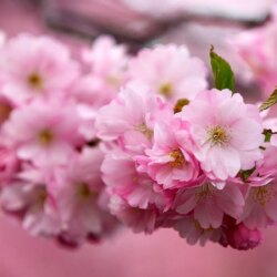Sakura flower backgrounds Japanese image download