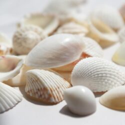 Seashells