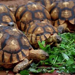 Ploughshare tortoise wallpapers