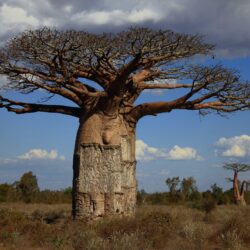 35 best Baobab image