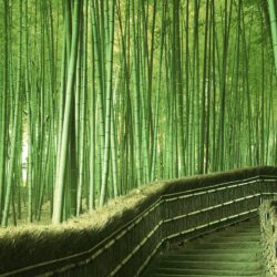 Arashiyama Wallpapers