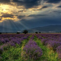 nature, Landscape, Hill, Bulgaria, Field, Lavender, Flowers, Trees