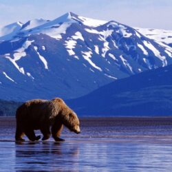 Trolling the Landscape Brown Bear Alaska Wallpapers