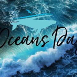 Happy World Oceans Day Surfing Hd Wallpapers