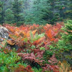 Forests: Acadia Furns National Colorful Autumn Park Wallpapers