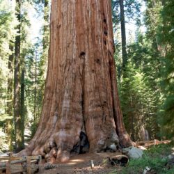 General Sherman Tree in Sequoia National Park Desktop Wallpapers