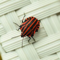 Red and black banded stink bug HD wallpapers
