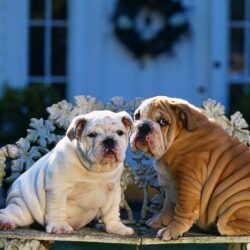 Download wallpapers bulldogs, couple, bench, design, sitting