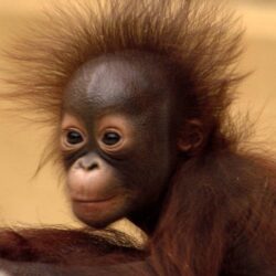 66+ Baby Orangutan Wallpapers
