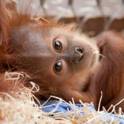 orangutan backround free