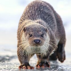 Otter HD Wallpapers