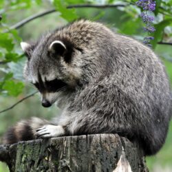 Wallpapers Raccoons Tree stump Animals