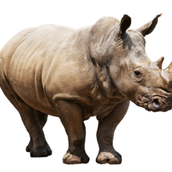 Most viewed Rhino wallpapers