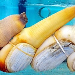 What Is Geoduck How to Prepare Cook Phallic Clam