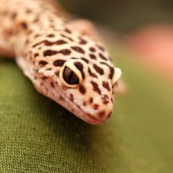 Inn Arts Photos for Leopard Gecko