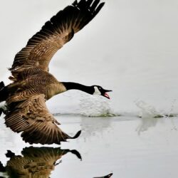 9 Canada Goose HD Wallpapers