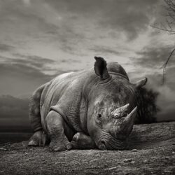 White Rhino by Thomas Marasco on 500px