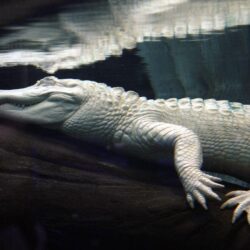 Leucistic alligator Image HD Wallpapers Download Logo And Photo