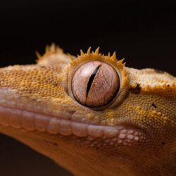Free Gecko Wallpapers