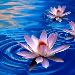 Lotus Flowers Hd Wallpapers