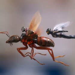 Ant Man And The Wasp, HD Movies, 4k Wallpapers, Image, Backgrounds