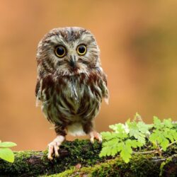 Free Owl Wallpapers 37302 Wallpapers