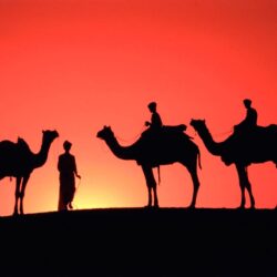 Camel HD Wallpapers