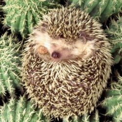 555 best Hedgehogs image