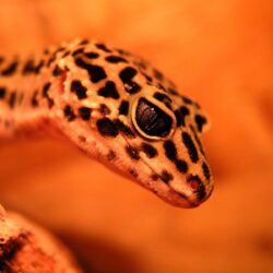 leopard gecko wallpapers 2 by desversen