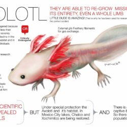 Rules of the Jungle: The Mexican Axolotl