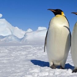 9 March Of The Penguins HD Wallpapers