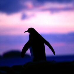 Penguin Wallpapers for Your Computer