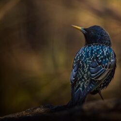 Wallpapers background, bird, branch, Starling image for