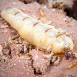 Termites Wallpapers High Quality