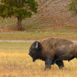 american buffalo pictures