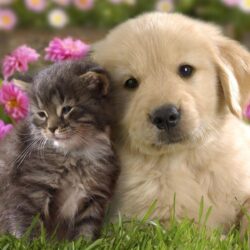 Best Puppies Wallpapers in High Quality, Puppies Backgrounds