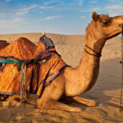 Arabian Camel