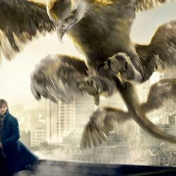 17 Fantastic Beasts and Where to Find Them HD Wallpapers